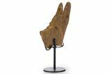 Fossil Turtle Shell Section w/ Metal Stand - South Dakota #340097-1